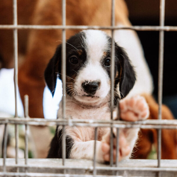 Sivota_HG_Gruppe_Tierheim_12052025_sandraschumann_0092